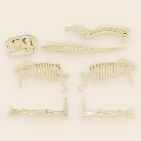 Sciencecan Fossil T-Rex Kit Mainan Edukasi Fosil Dinosaurus